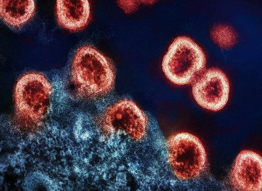 Immune System Support: 10 Foods You Need to Try Today